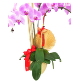 lush-blessings Phalaenopsis Plant Arrangement Singapore