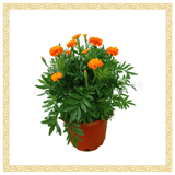 Marigold No.5 (Orange)