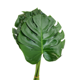 Monstera Leaf M Size (Malaysia)