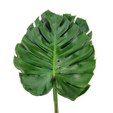 Monstera Leaf XL Size (Malaysia)
