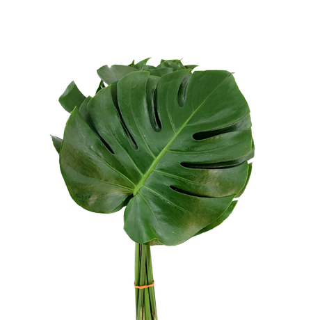 Monstera Leaf S Size (Malaysia)