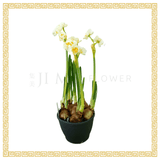 Narcissus 水仙花 5pp