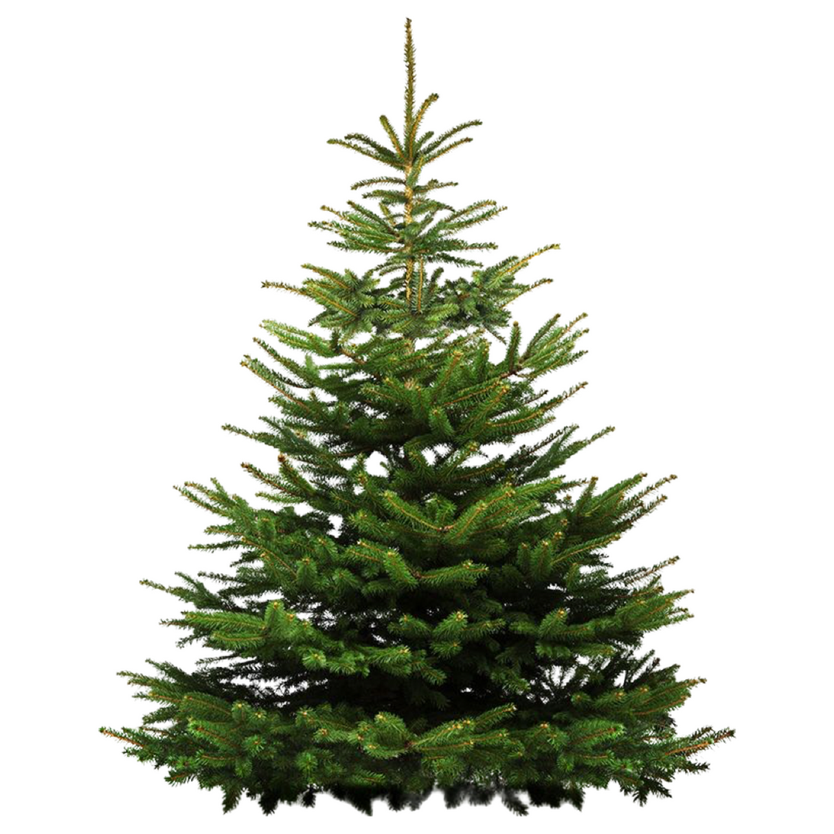 Nordmann Fir Christmas Tree 7-8FT (Europe)