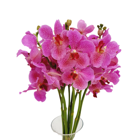 Orchid Vanda (Local)