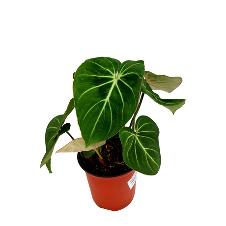 Philodendron Gloriosum