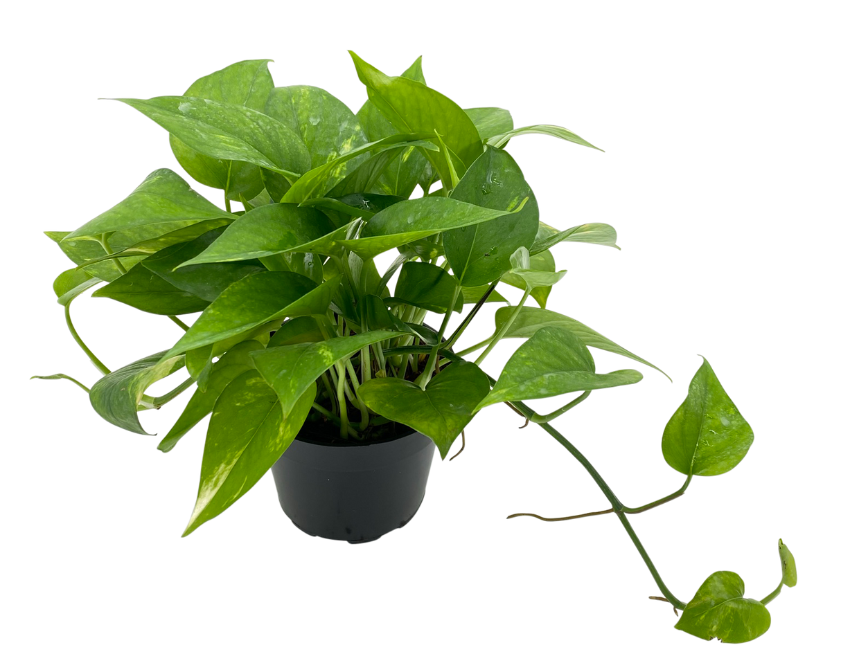 Money Plant Green 6cm Pot