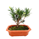 Podocarpus Bonsai (Unpotted)