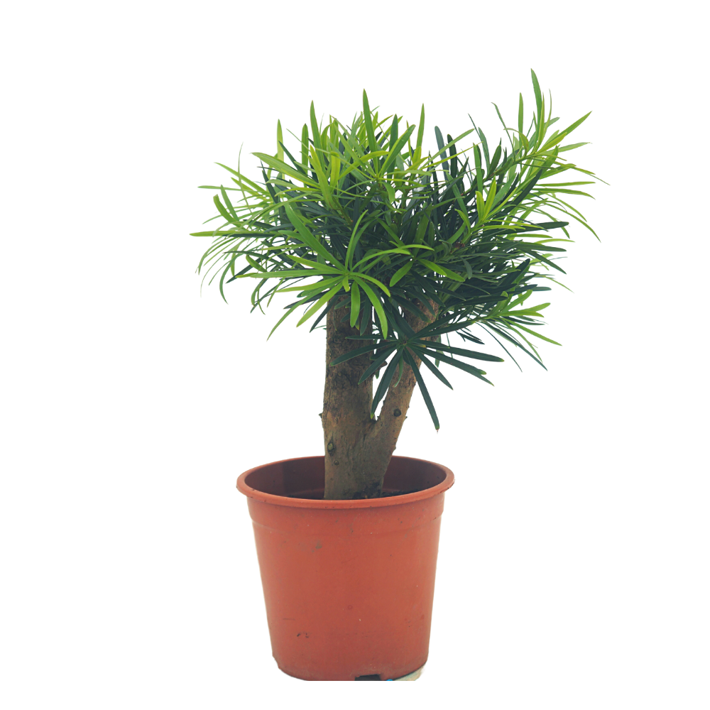Podocarpus (H35cm)