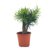 Podocarpus (H35cm)