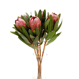 Protea Pink Ice (Australia)