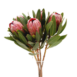 Protea Pink Ice (Australia)