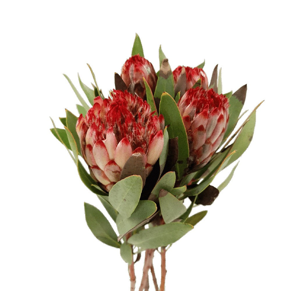 Protea Robyn (South Africa)