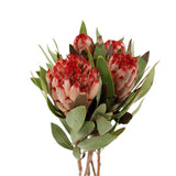 Protea Robyn (South Africa)