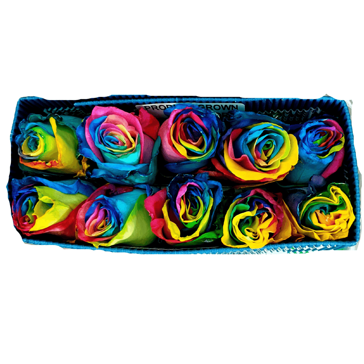 Rose (Ecuador) - Rainbow
