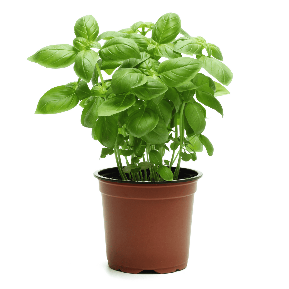 Sweet Basil Herbs Plant
