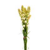 Tuberose (Taiwan) Fresh Flowers Ji Mei Flower - Main Image