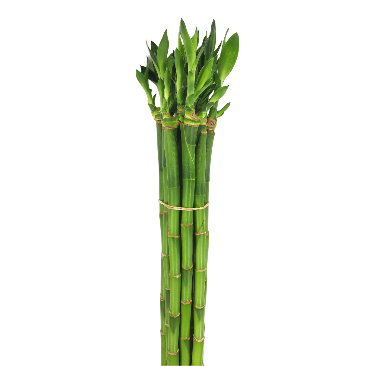 Upright Lucky Bamboo (富貴竹)
