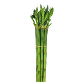 Upright Lucky Bamboo (富貴竹)