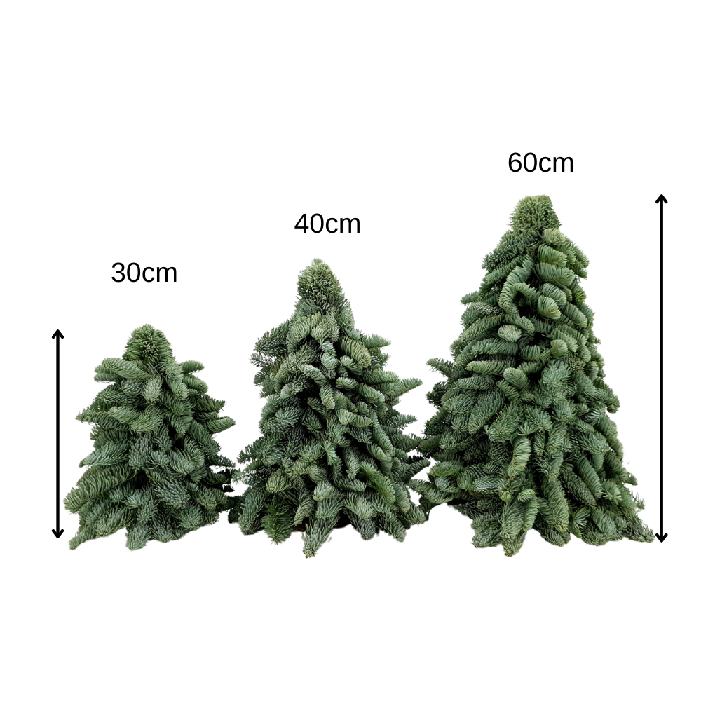 Mini Christmas Tree 30cm (Holland)