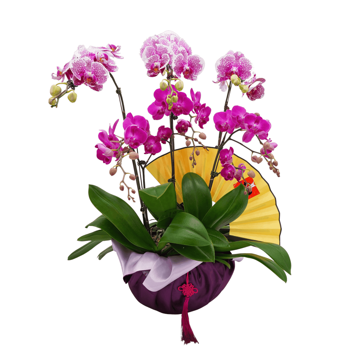 flush-jewel Phalaenopsis Plant Arrangement Singapore