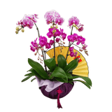 flush-jewel Phalaenopsis Plant Arrangement Singapore